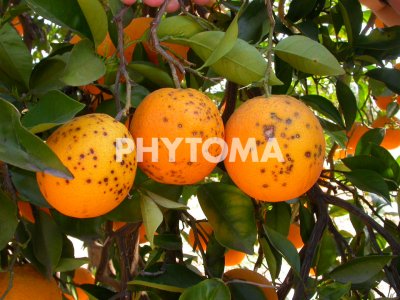Phyllosticta citricarpa 